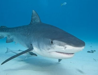 Ελληνας βρήκε τραγικό θάνατο από επίθεση καρχαρία στην Αυστραλία - Ποιος είναι (φωτό)